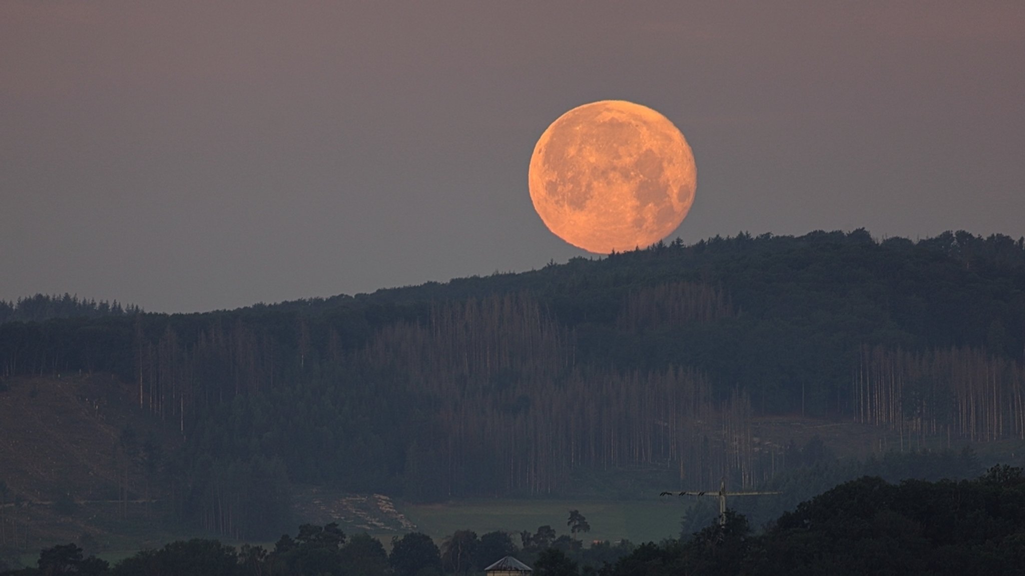 Supermond knapp über dem Horizont, wirkt sehr groß aufgrund der Mondtäuschung.