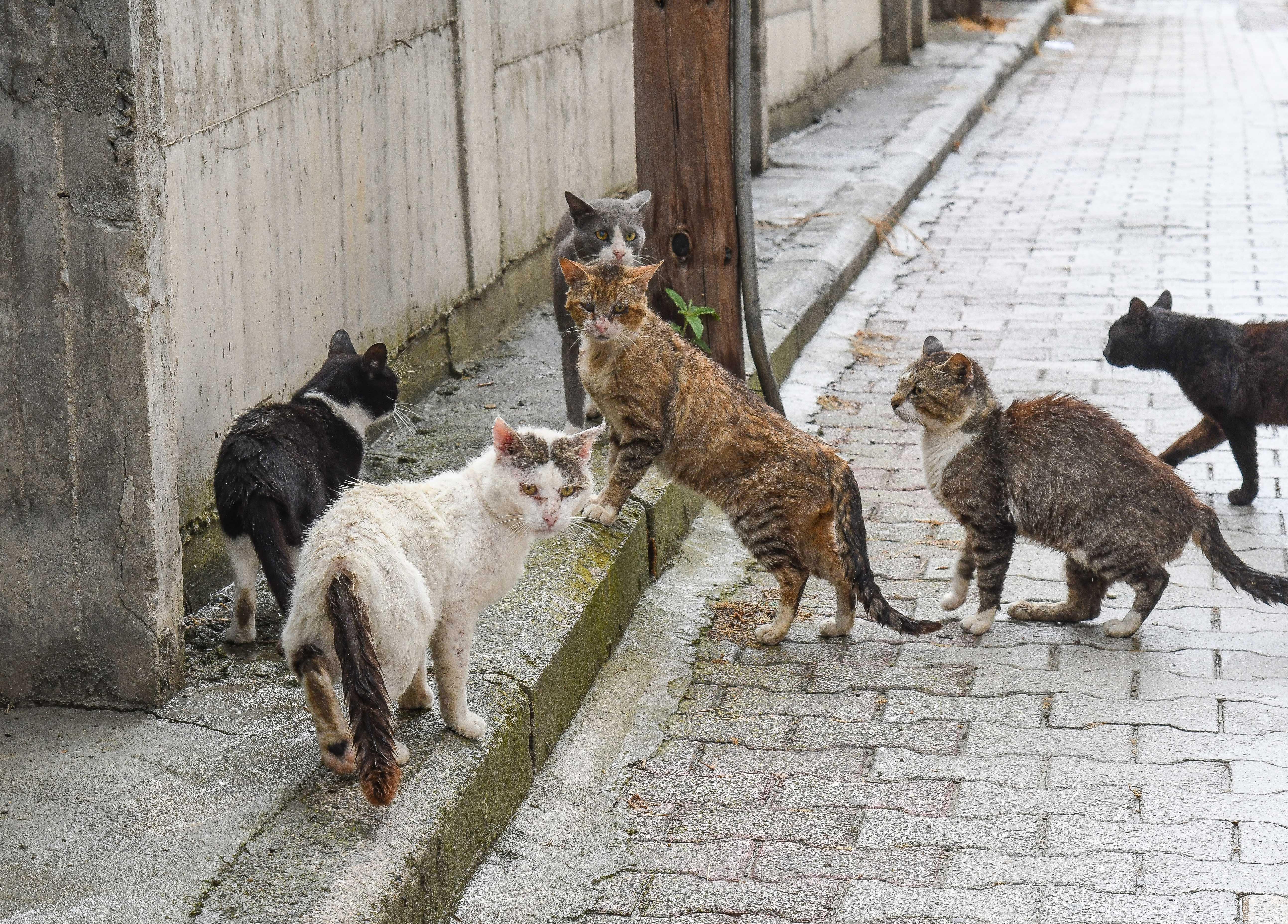 Katzenschwemme Im Tierheim Bayreuth | BR24