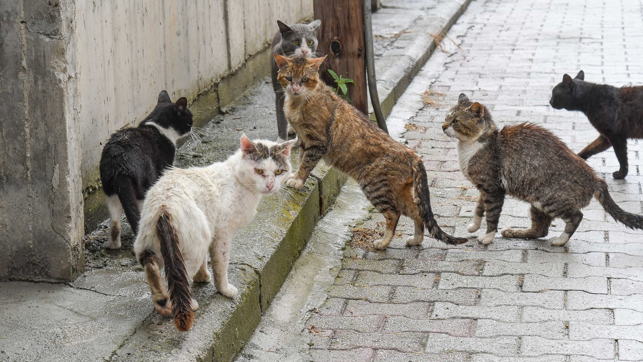 Landkreis Neustadt a. d. Aisch: Diskussion um Katzen-Kastration