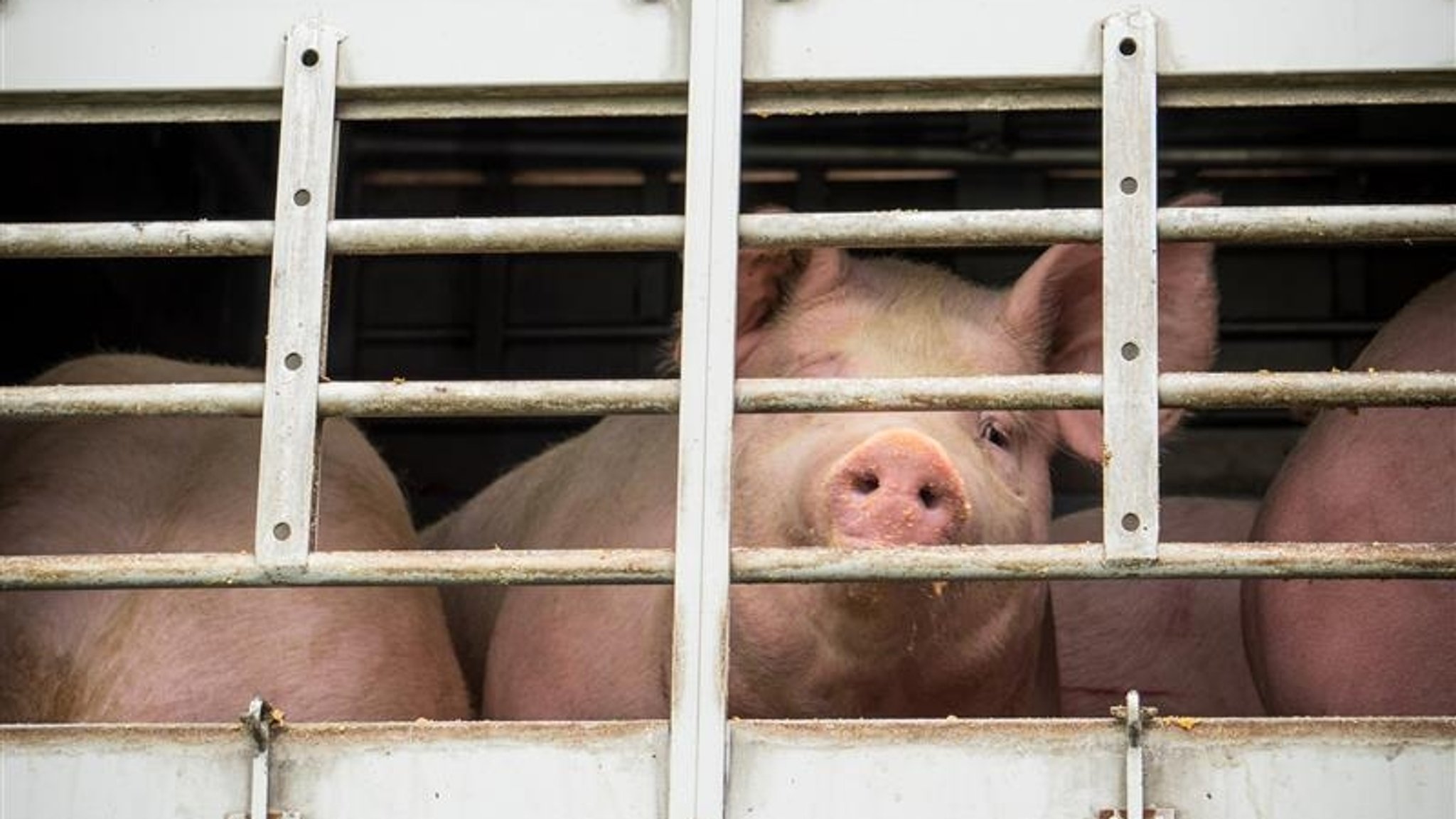 Symbolbild: Schweine in einem Tiertransporter | Bild: picture alliance / Countrypixel | FRP Symbolbild: Schweine in einem Tiertransporter