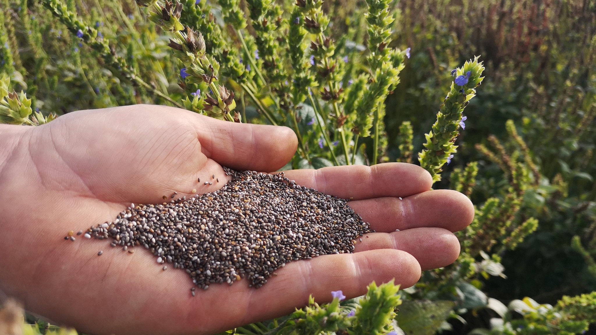 Eine Hand voll Chiasamen vor einem Chia-Feld