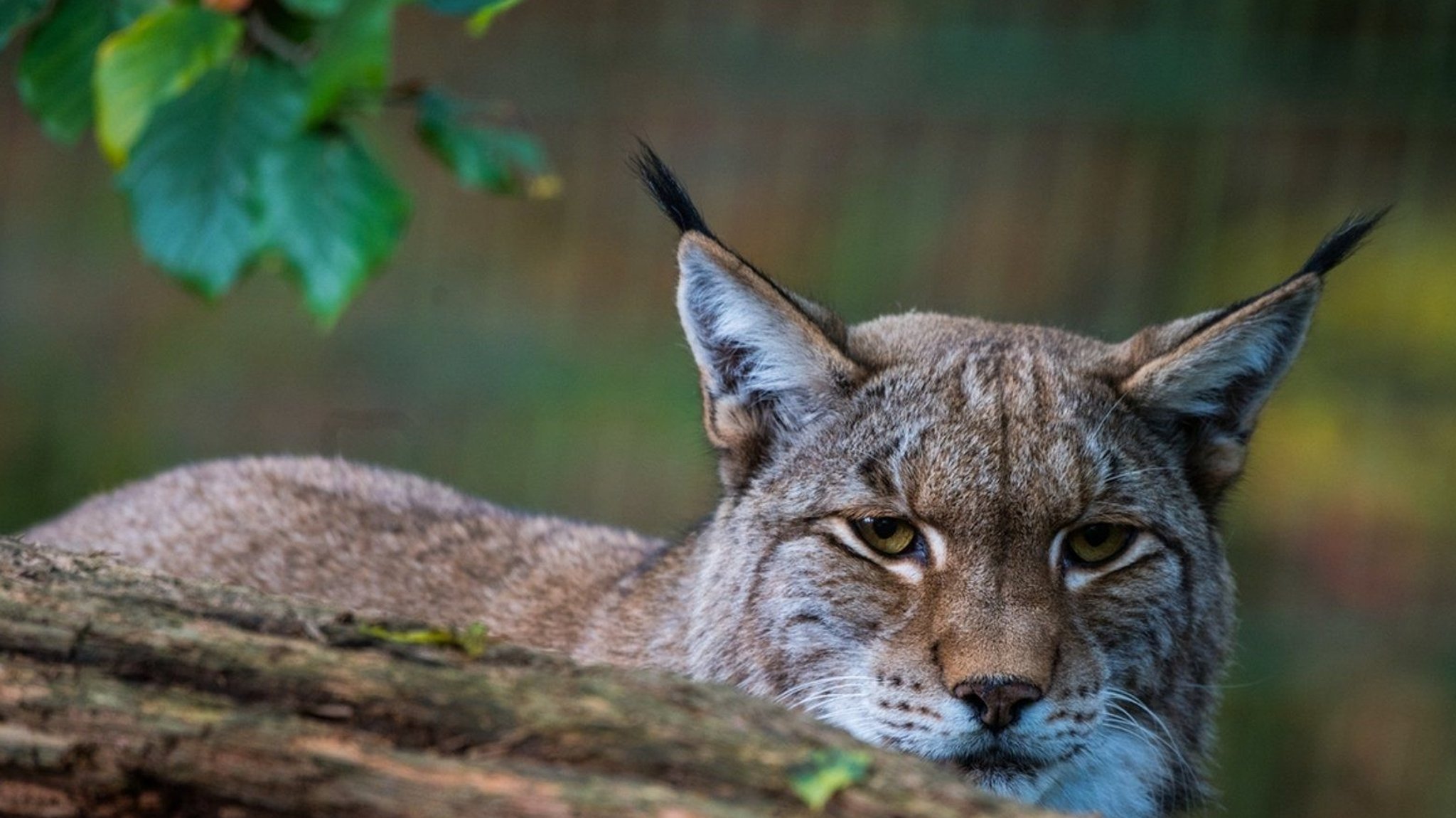 Luchs liegt hinter einem Baumstamm im Herbstwald