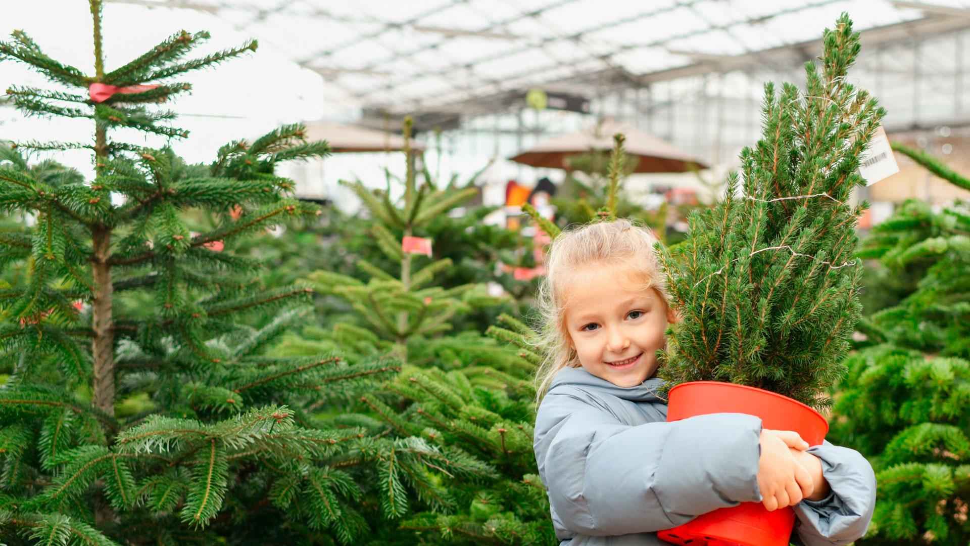 Ein Mädchen hält einen kleinen Christbaum im Topf im Arm vor einer Reihe Weihnachtsbäume in einem Gartencenter.