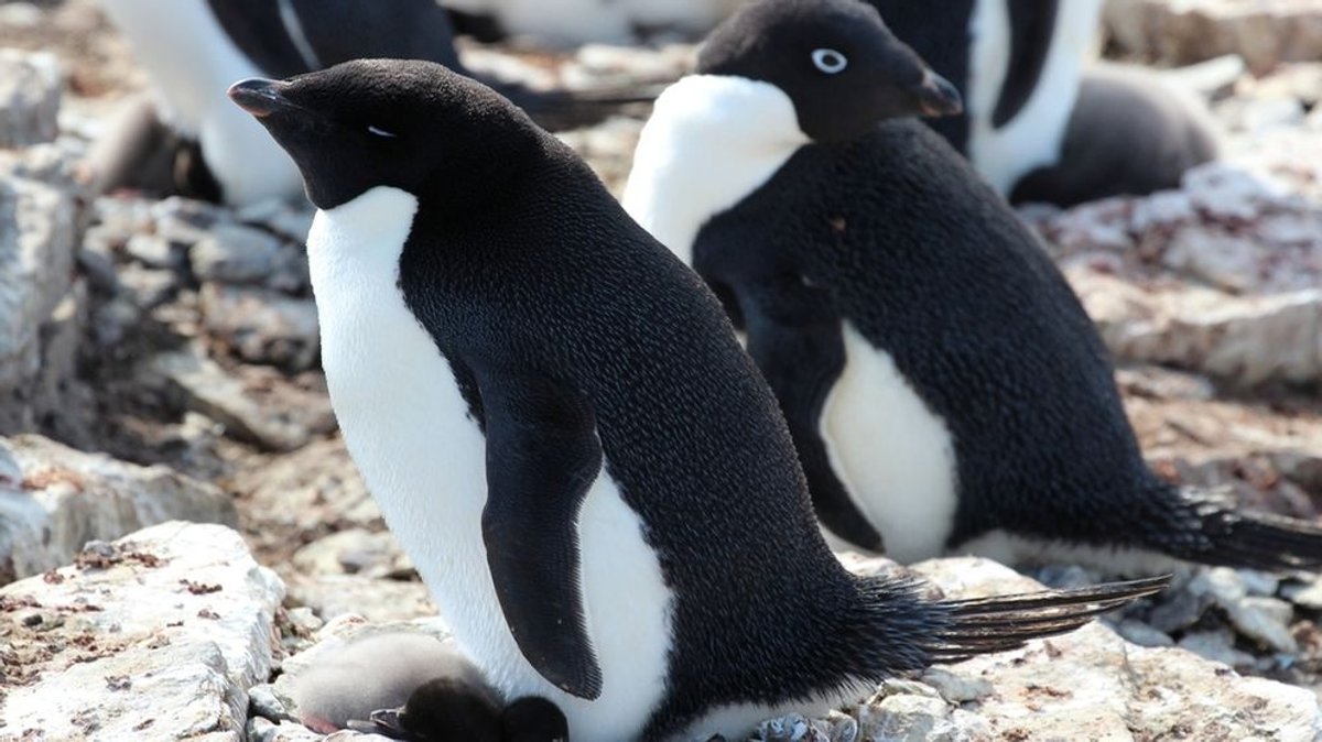 Adeliepinguine, die in der Antarktis von Pinguin-Kot umgeben sind.