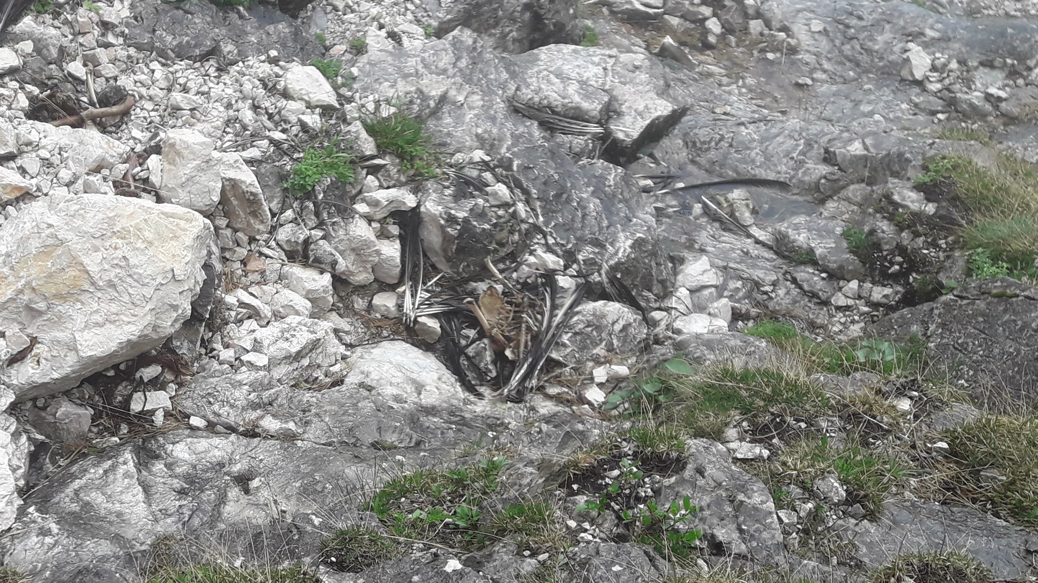 Federn des Bartgeiers Wally