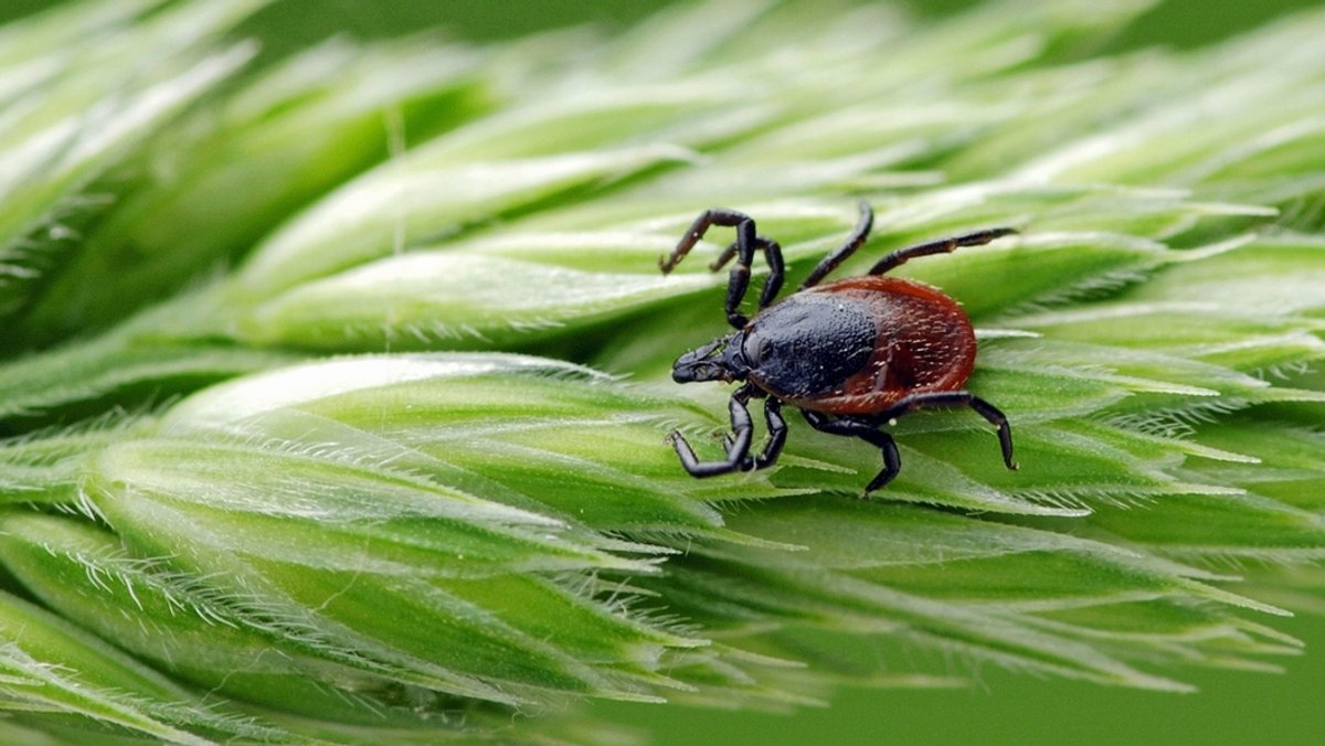 Eine Zecke sitzt im Gras | Bild: picture-alliance/dpa Eine Zecke sitzt im Gras