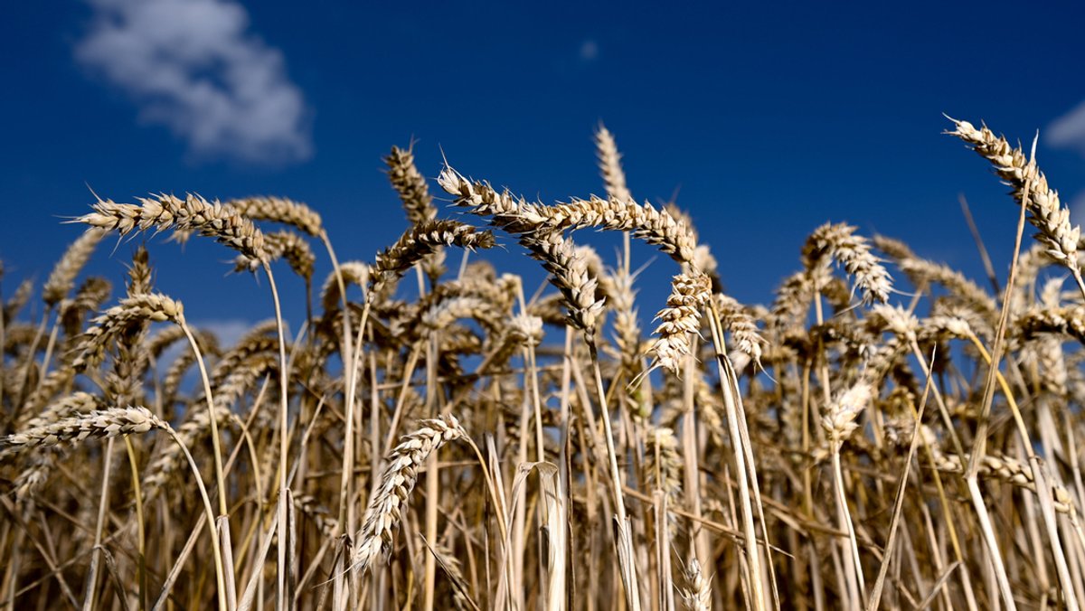 Die Ukraine war bis zum Krieg einer der weltweit größten Weizenproduzenten (Symbolbild Weizen