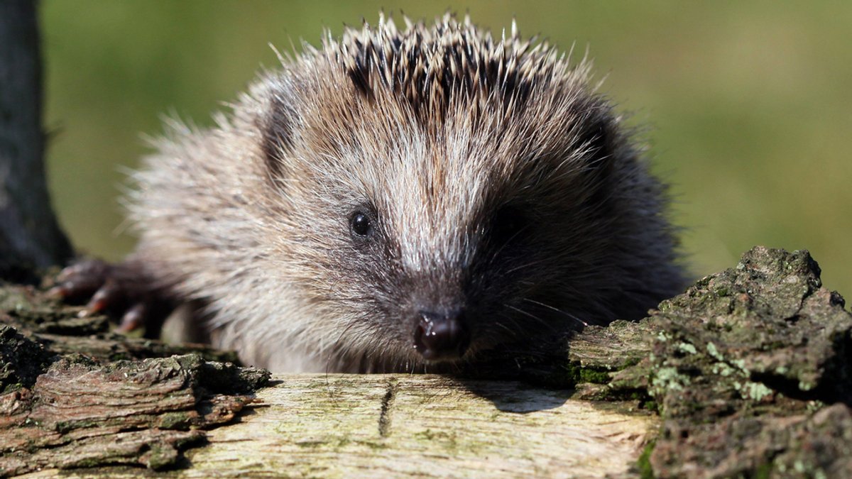 Bedrohter Igel: Warum er es auch in Bayern schwer hat