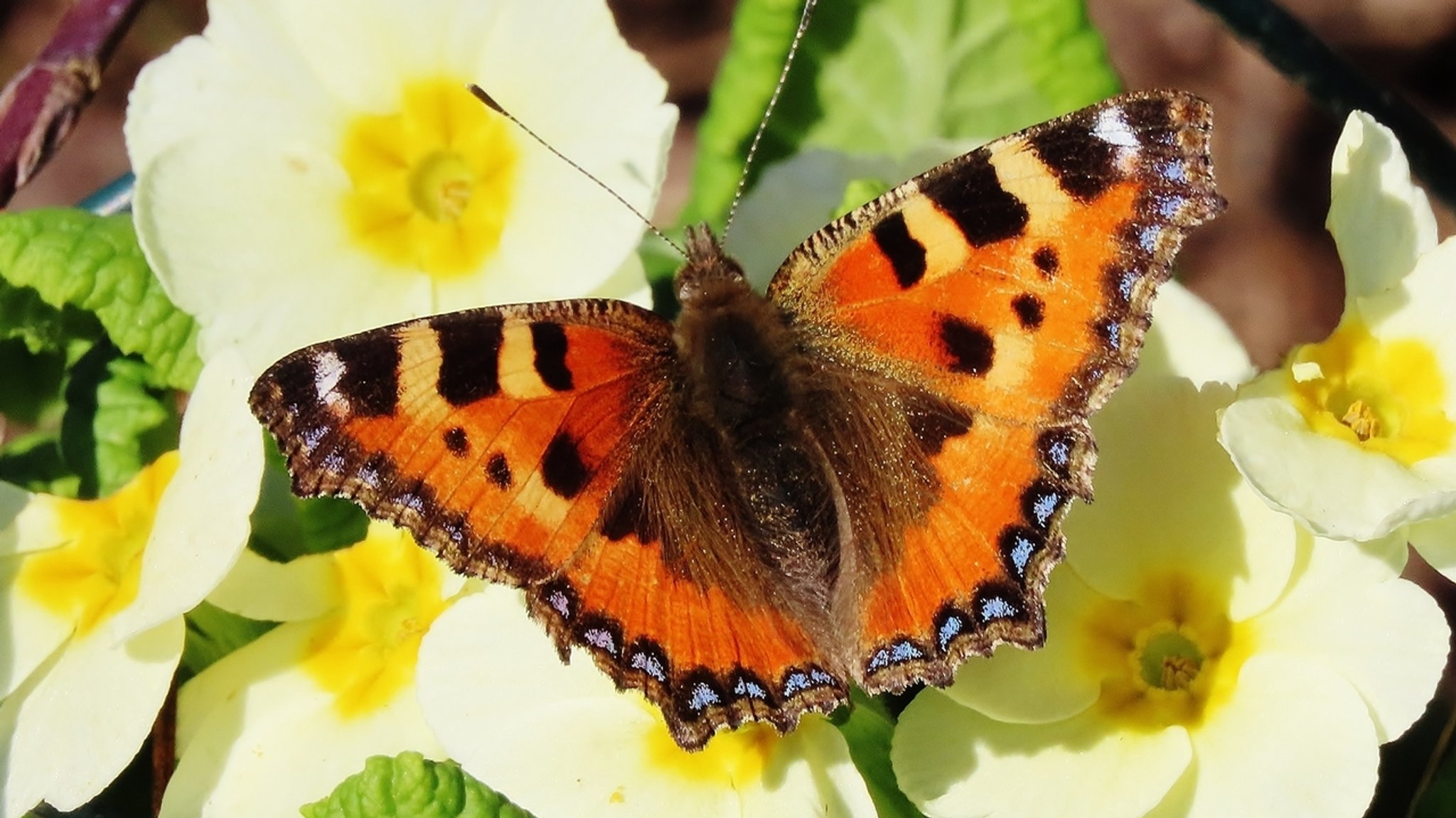 Die warmen Sonnenstrahlen locken den Schmetterling, kleiner Fuchs, zur Nahrungsaufnahme an der gelben Primelblüte! 