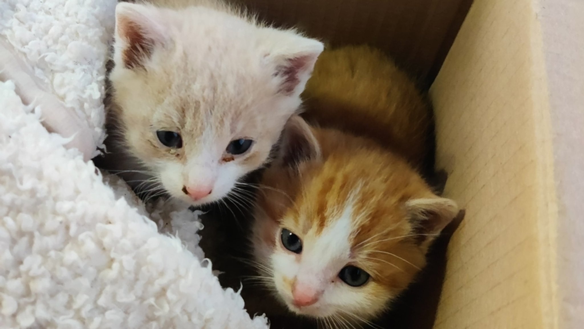 Zwei junge Katzen sitzen einem Karton.