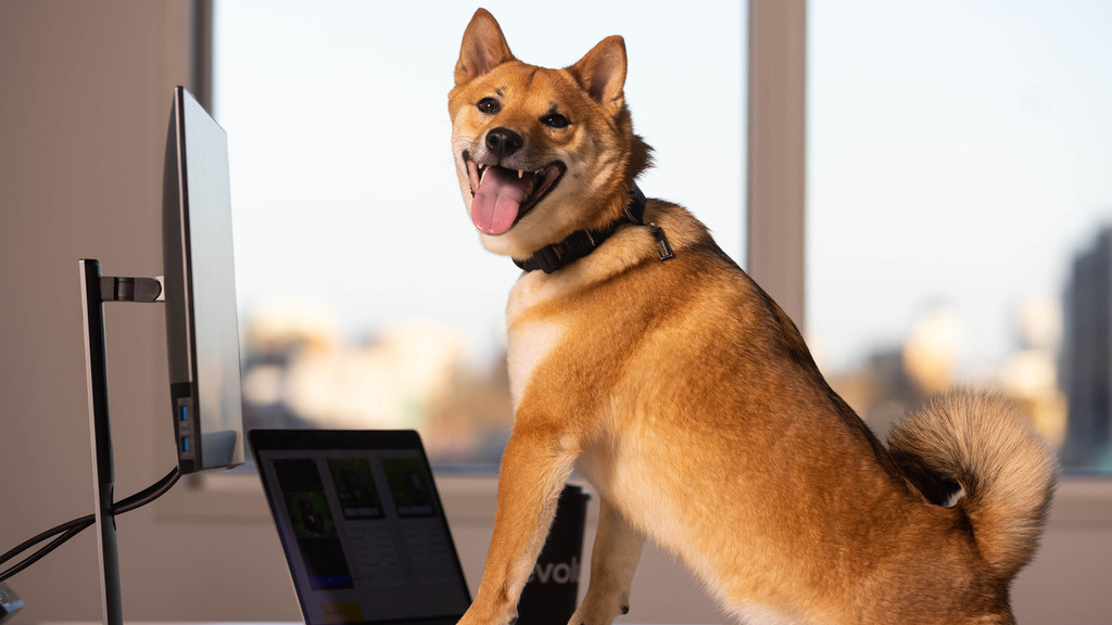 Ein Shiba am Laptop: In der NAFO-Bewegung kontern Menschen mit Hundeprofilbildern Kriegspropaganda in sozialen Medien. 