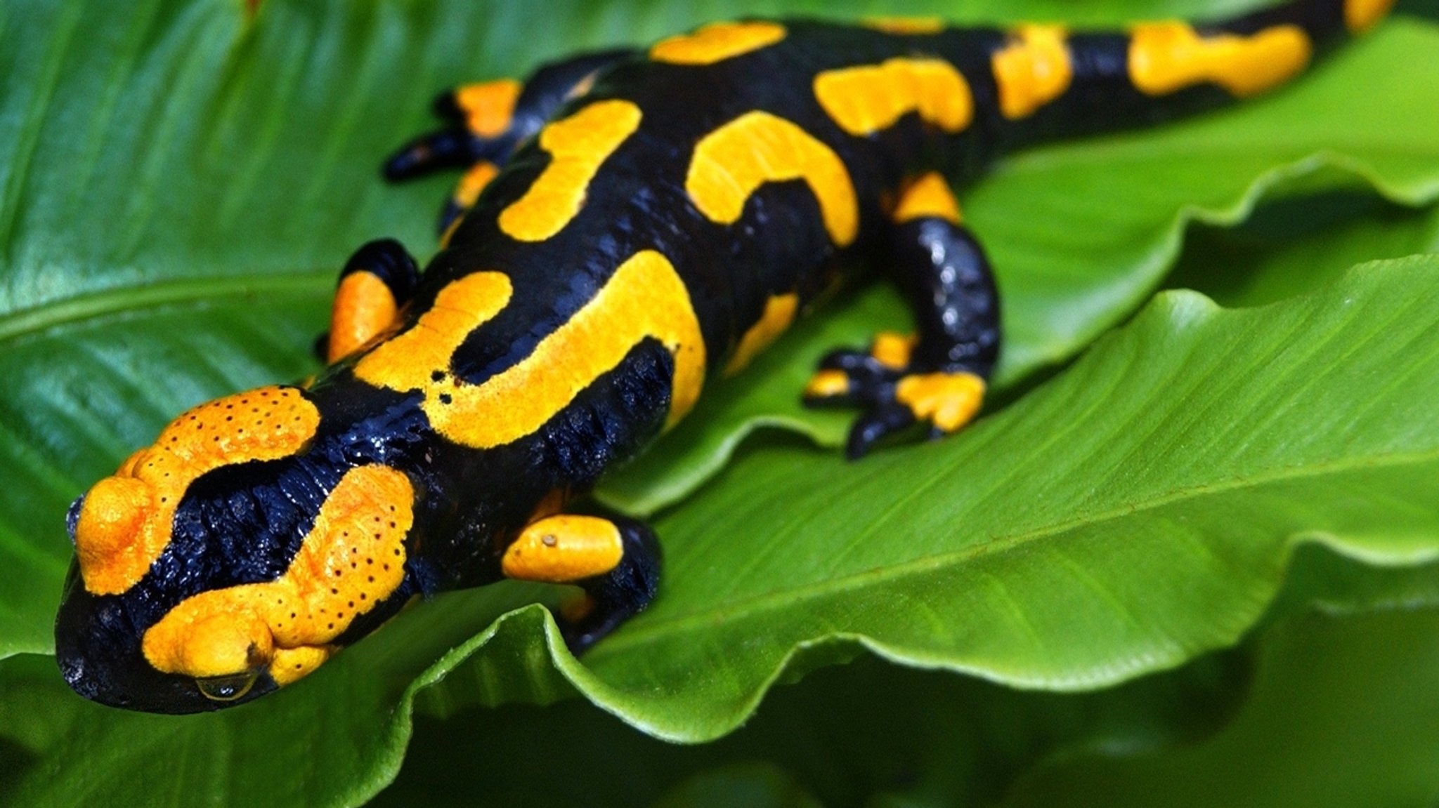 Feuersalamander sind schwarz-gelb gefleckt und fühlen sich in Deutschland in feuchten Laubmischwäldern im Mittelgebirge, in der Nähe von Quellen, wohl. Zu den Amphibien oder Lurchen in Deutschland zählen Frösche, Kröten, Molche, Salamander und Unken.