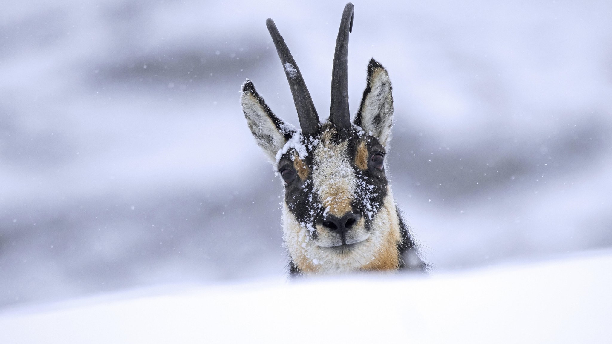 Nahaufnahme einer Gams bei Schneefall