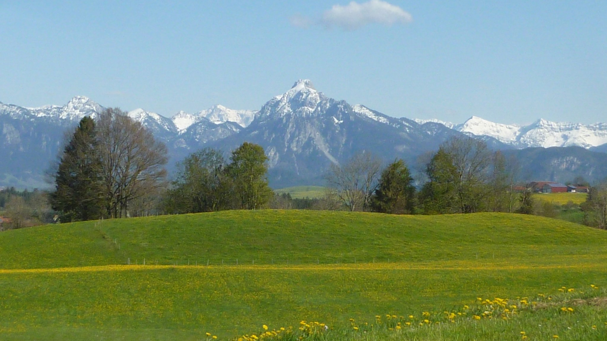 Löwenzahnwiese im Ostallgäu