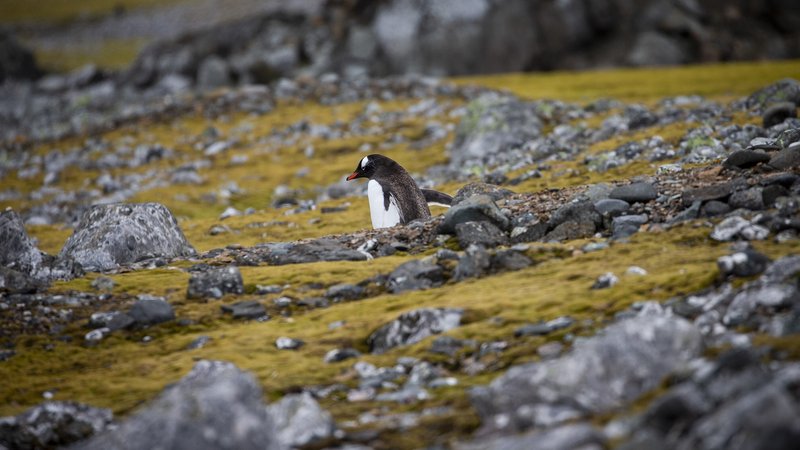 Pinguin auf Ardley Island | Bild: picture alliance / AA | Ozge Elif Kizil Pinguin auf Ardley Island
