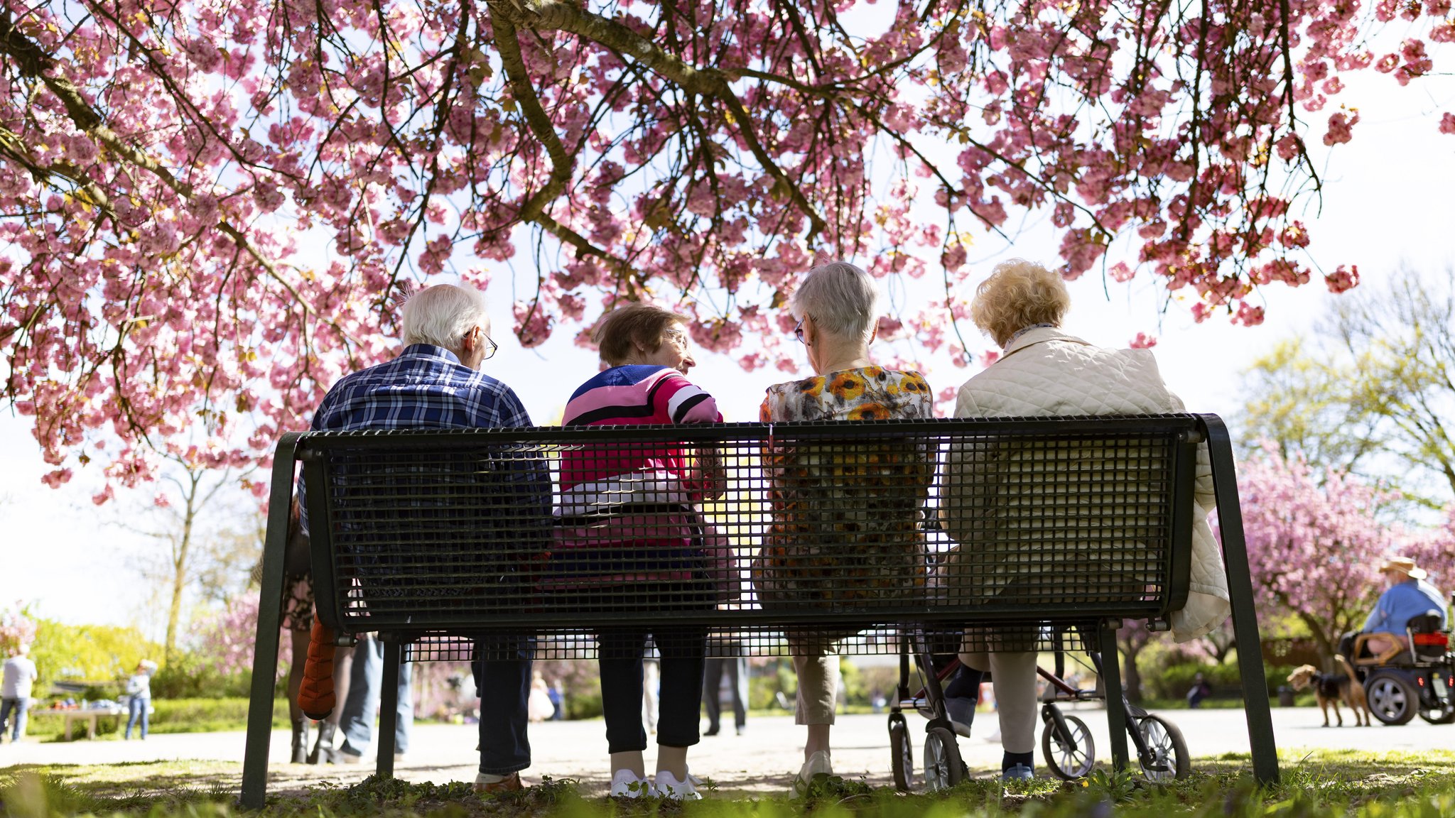 Gruppe von Senioren und Seniorinnen unter Kirschblüten im Park | Bild: picture alliance / imageBROKER | Jan Tepass Gruppe von Senioren und Seniorinnen unter Kirschblüten im Park