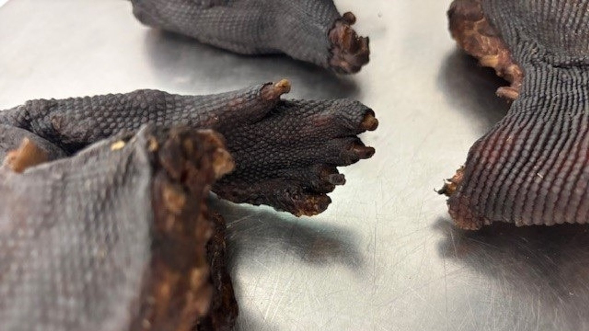 Flughafen: Zoll stoppt Mann mit getrocknetem Waranfleisch