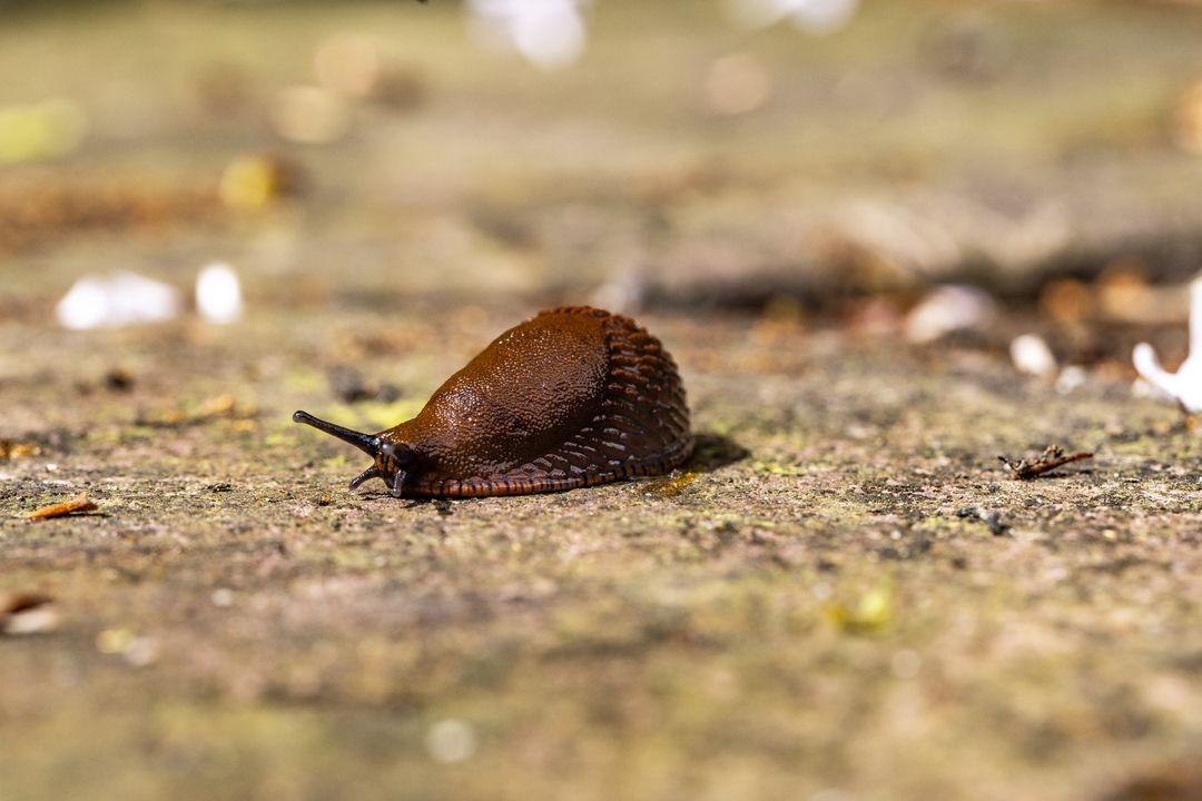 Eine Nacktschnecke kriecht über den Boden.