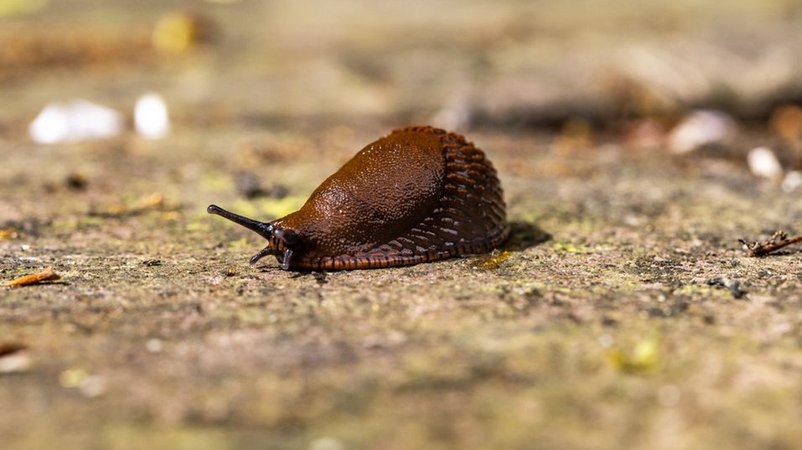 Eine Nacktschnecke kriecht über den Boden. | Bild: BR / Markus Konvalin Eine Nacktschnecke kriecht über den Boden.