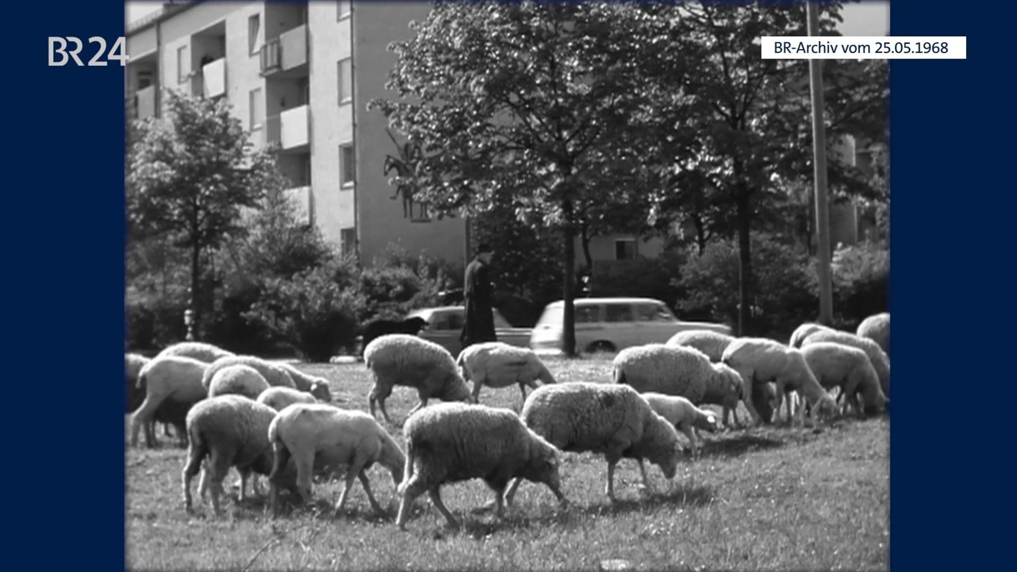 Schafsherde mit Schäfer in München-Sendling