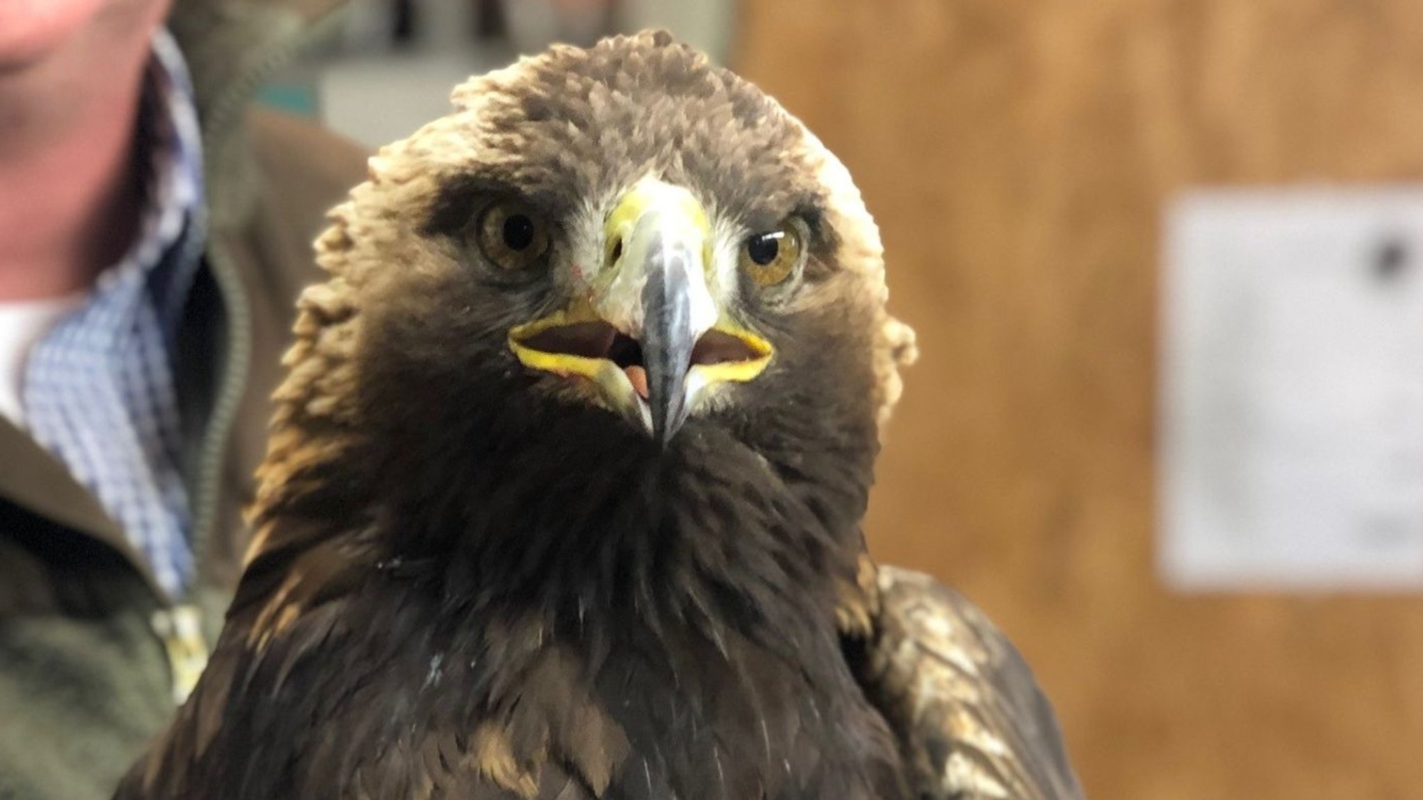 Steinadler stirbt nach Vergiftung durch Bleimunition