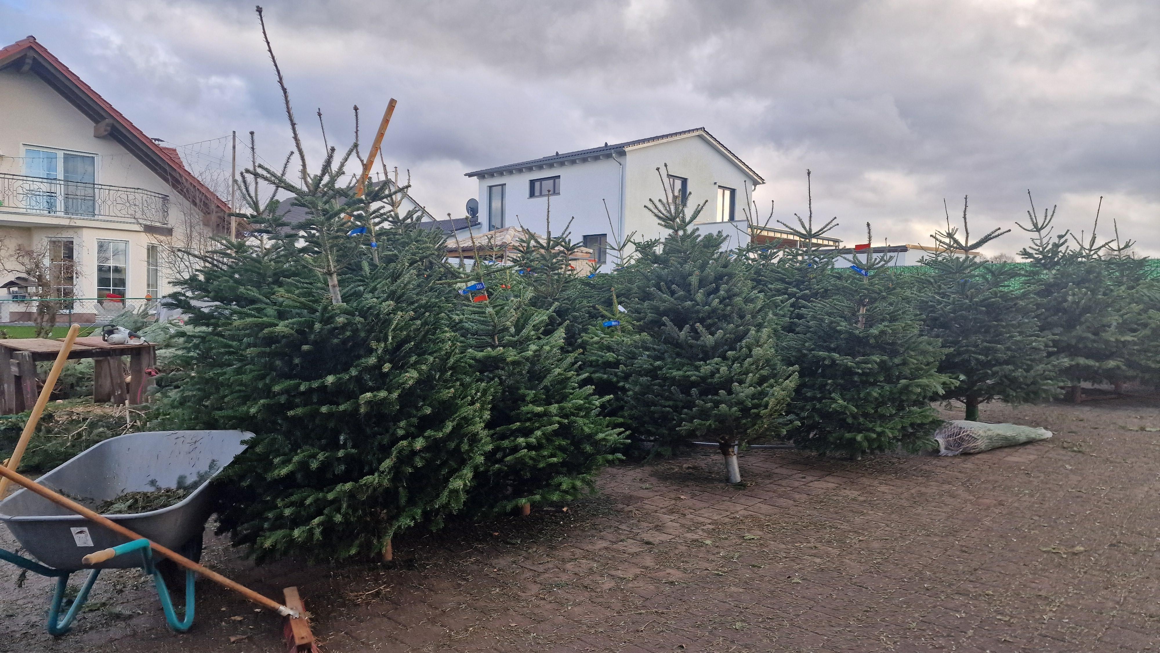 Mehrere Christbäume zum Verkauf