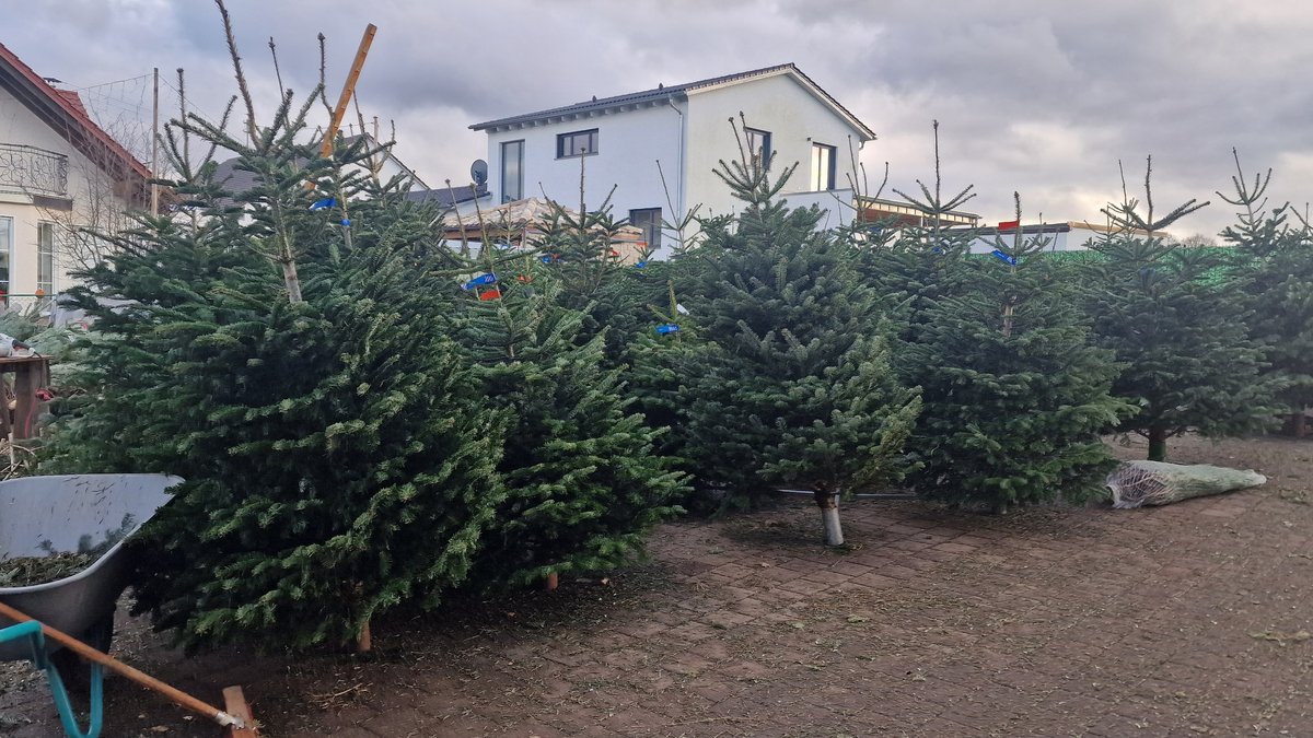 Christbaum-Kauf: Worauf Kunden achten können