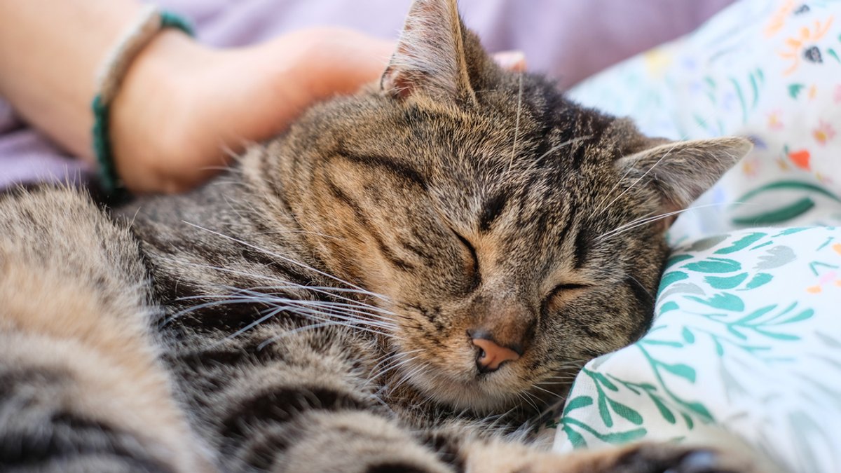 Verschmustes Ehrenamt – die Katzenstreichler im Tierheim Feucht