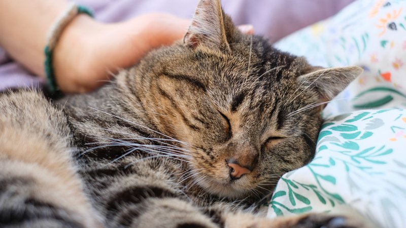 Eine Katze wird gestreichelt. | Bild: BR/Johanna Schlüter Eine Katze wird gestreichelt.