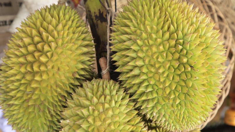 Die südostasiatische Frucht Durian