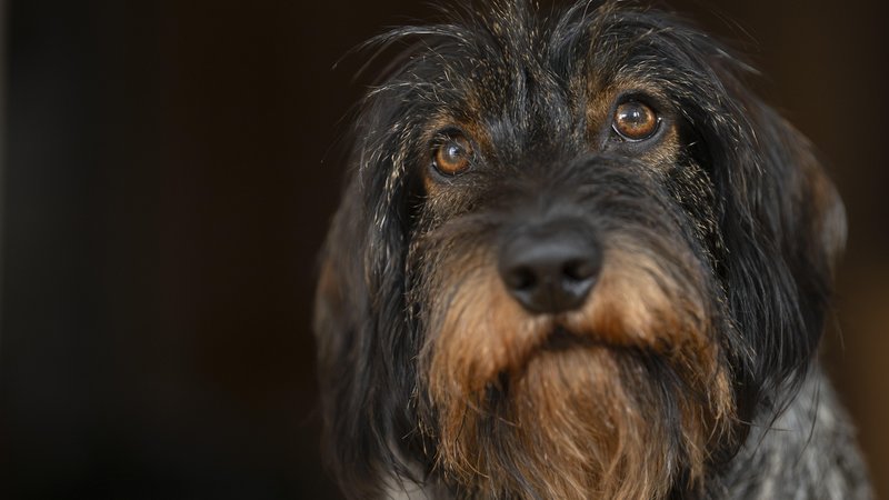 Ein Rauhaardackel schaut treuherzig in die Kamera. | Bild: picture alliance / imageBROKER | Michael Weber Ein Rauhaardackel schaut treuherzig in die Kamera.