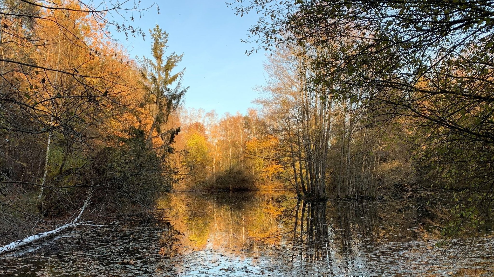 Ein kleiner Weiher vor Bäumen im Herbst