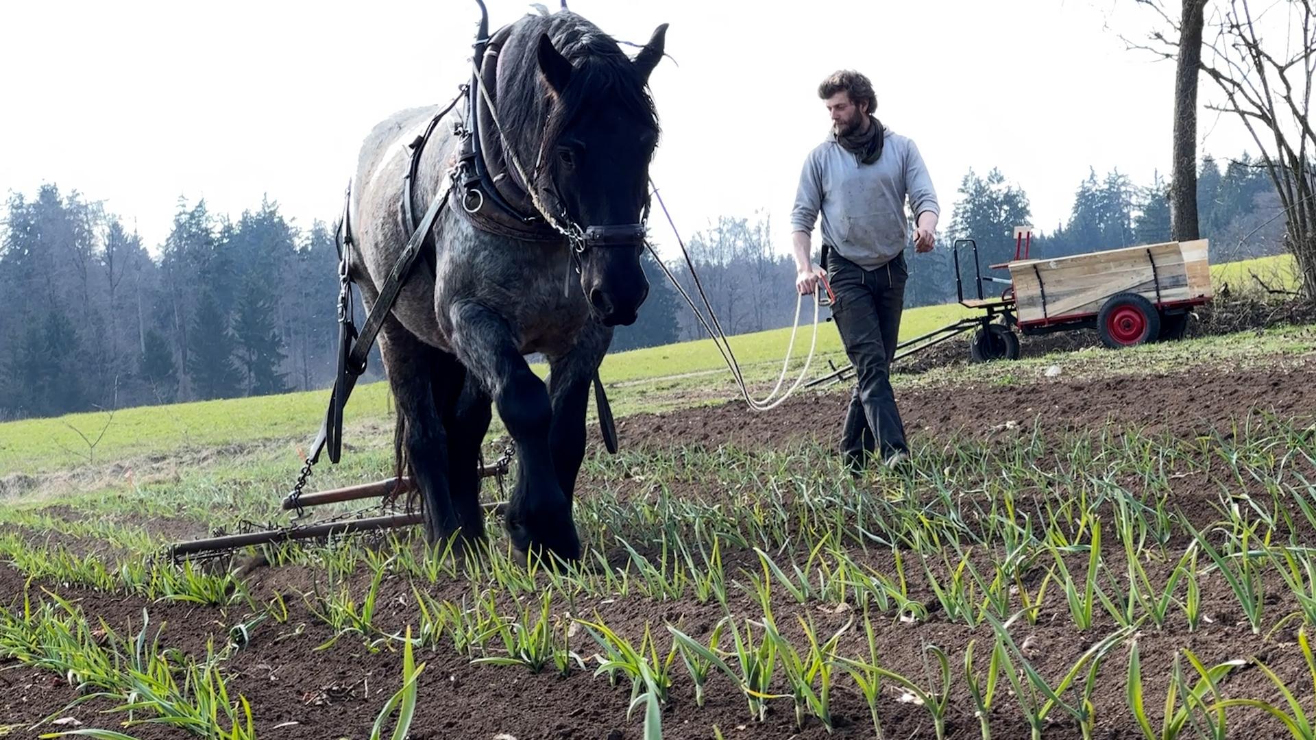 Landwirt Christoph Matthias bearbeitet das Knoblauchfeld mit Kaltblut Brego und Netzegge. Der Boden wird locker und Unkraut hat keine Chance.