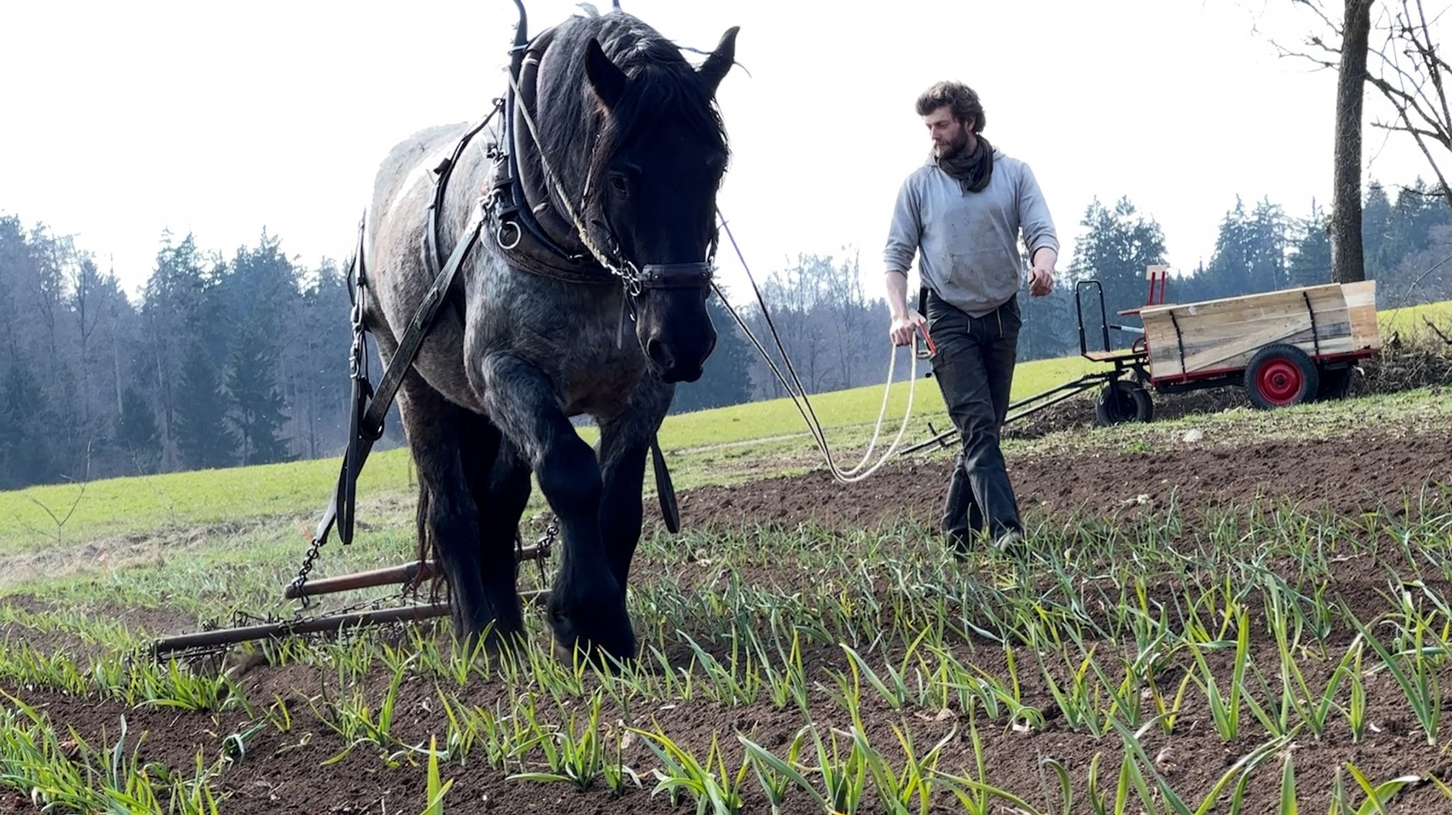 Landwirt Christoph Matthias bearbeitet das Knoblauchfeld mit Kaltblut Brego und Netzegge. Der Boden wird locker und Unkraut hat keine Chance.