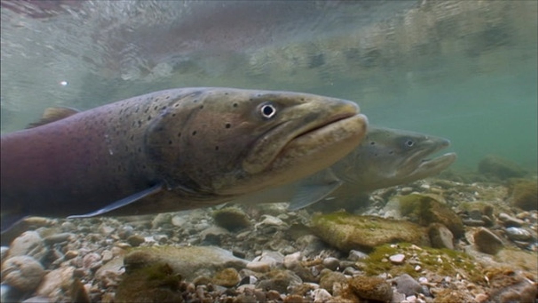 Hitze und Badende als Gefahr für Fische in der Isar