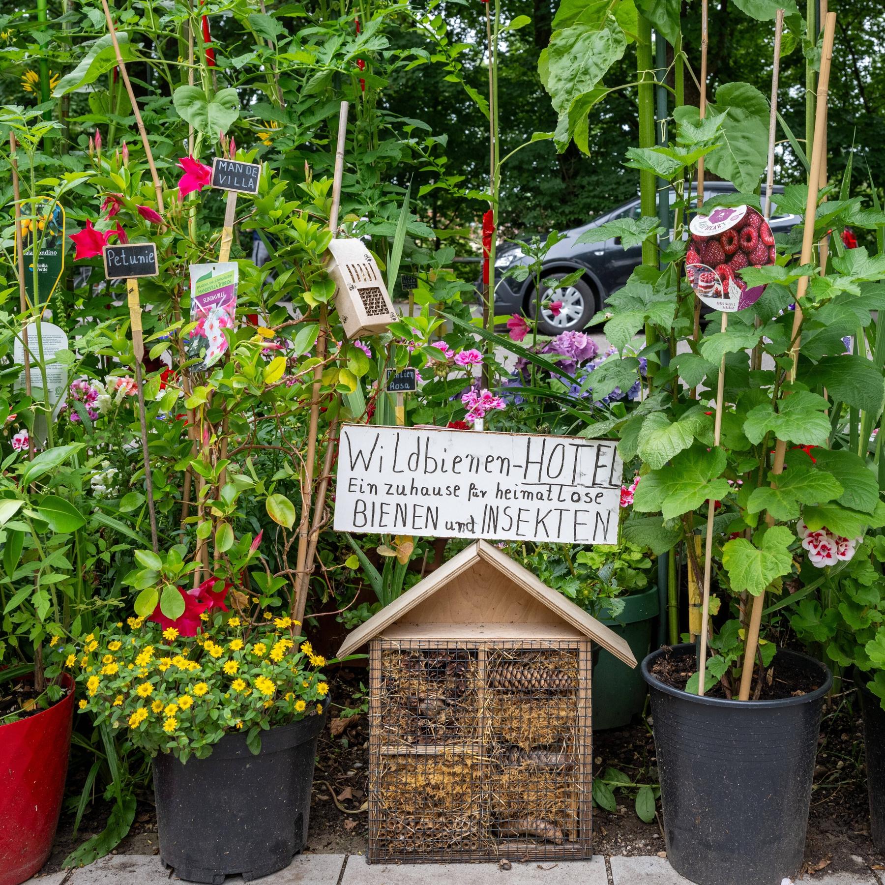 Weltbienentag: Warum die Bienen uns auch brauchen