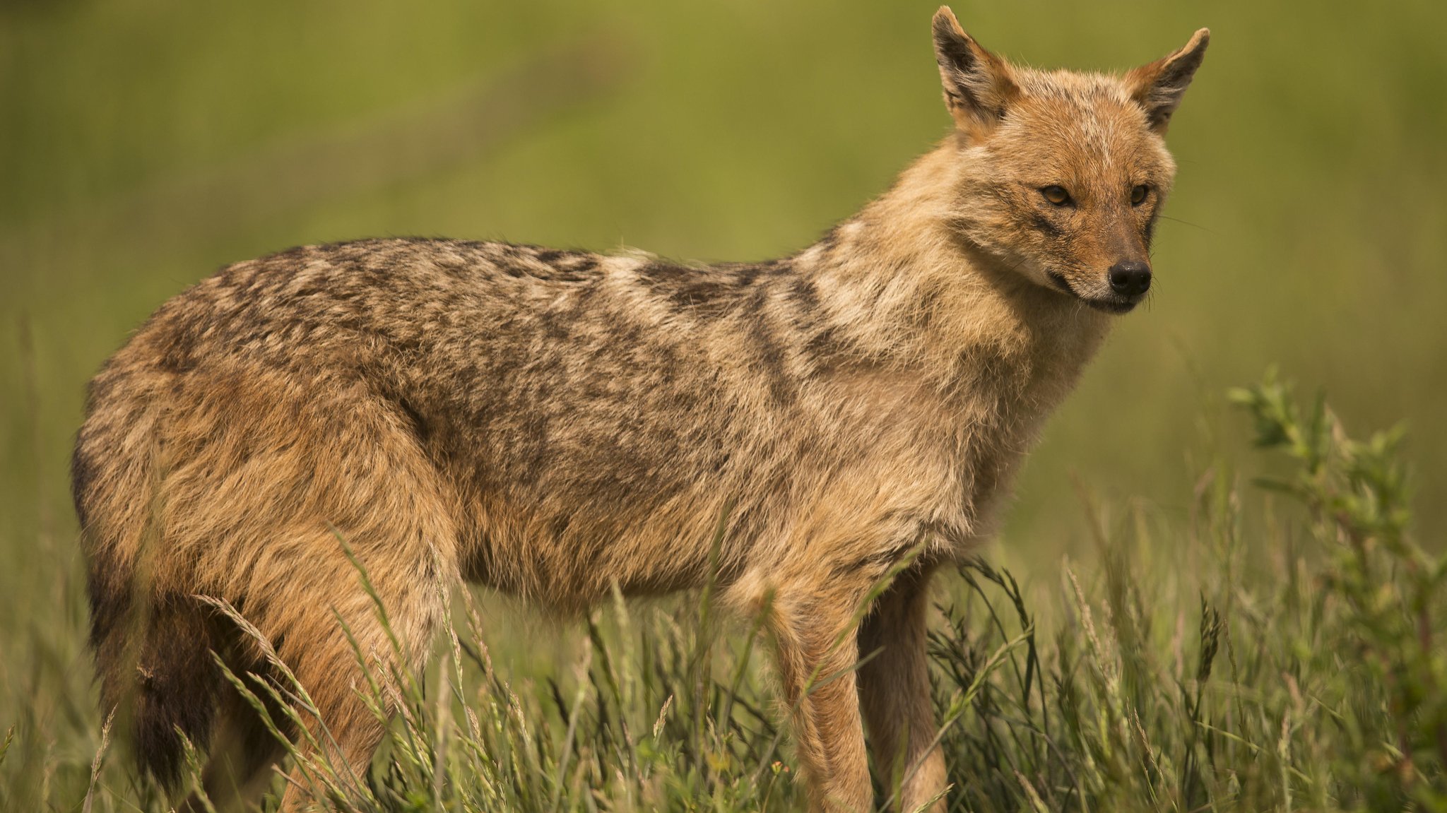 Größer als ein Fuchs, kleiner als ein Wolf: Der Goldschakal (Canis aureus)