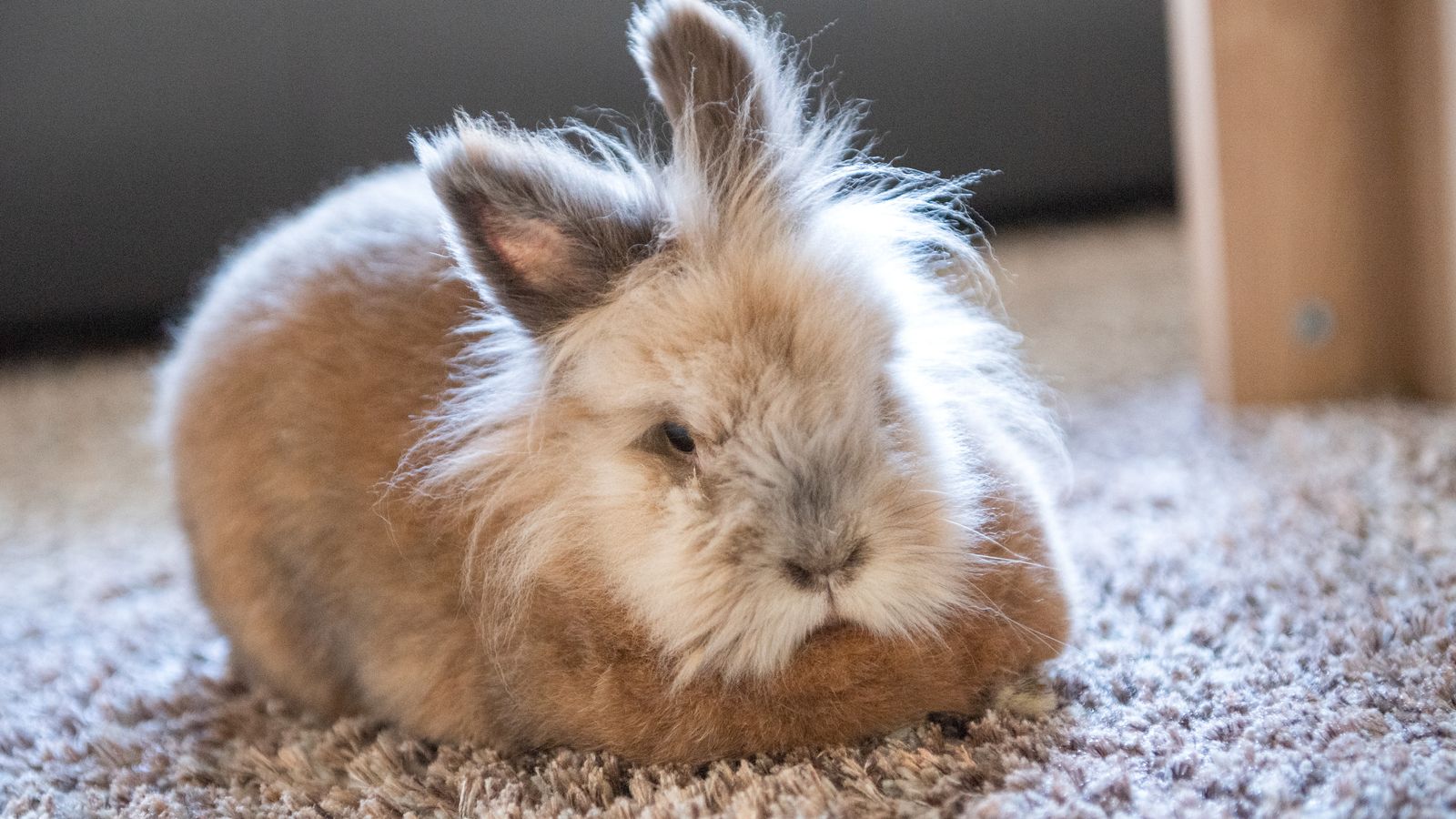72 Kaninchen In Wurzburger Wohnung Tiere Im Heim Untergebracht