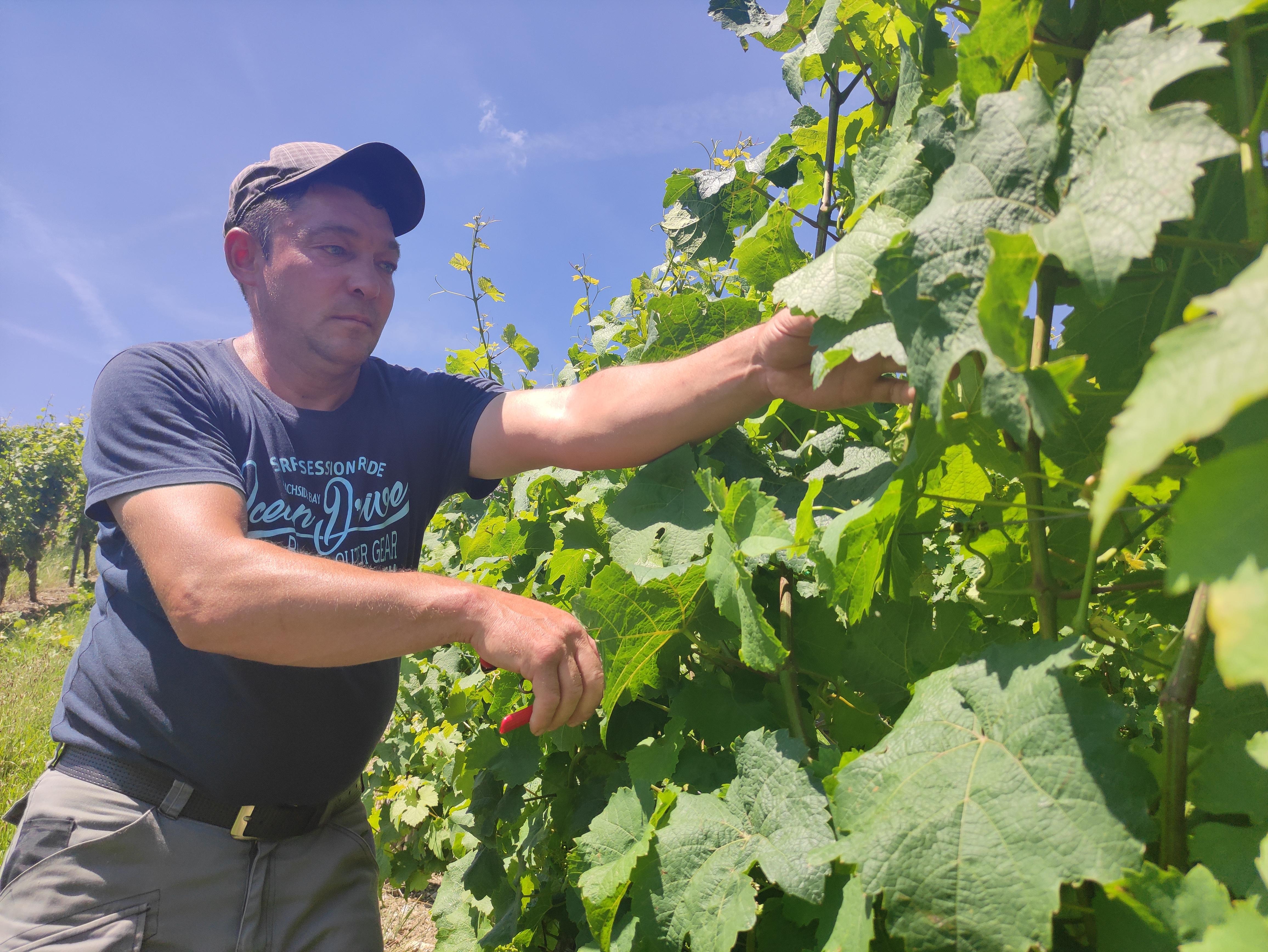 Saisonarbeitskraft beim Laubschnitt im Weinberg