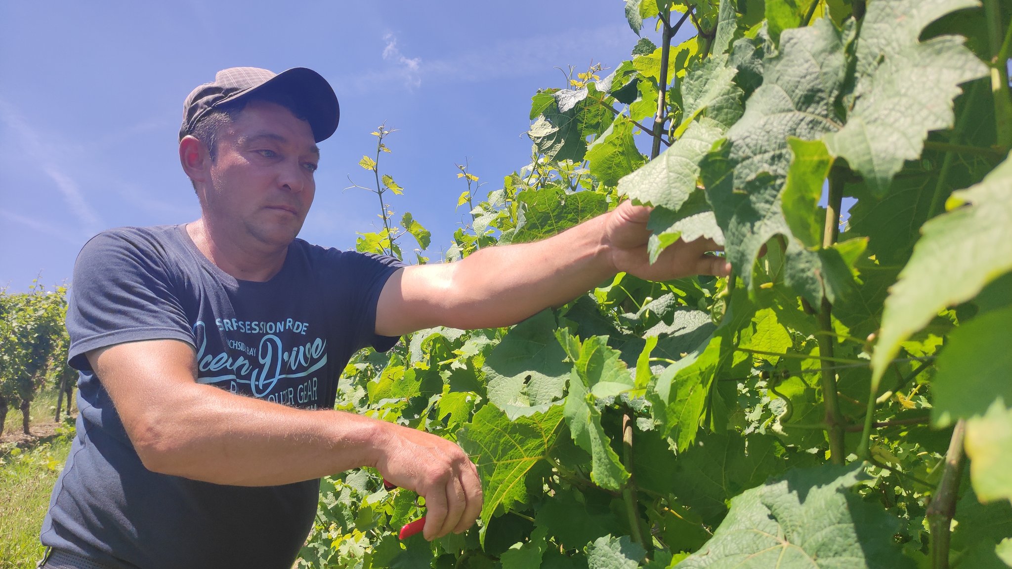 Saisonarbeitskraft beim Laubschnitt im Weinberg