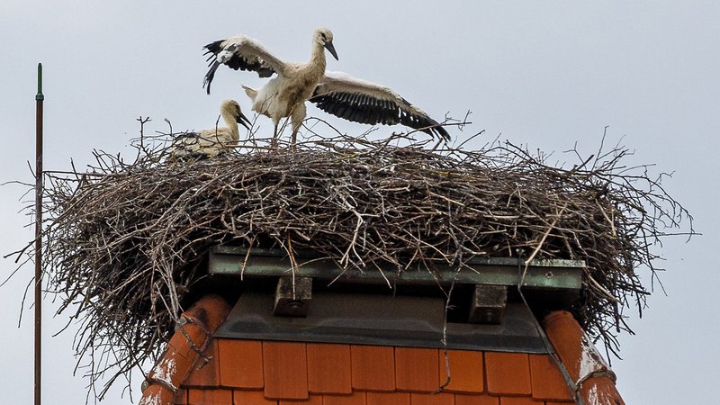 Der Storch sorgt in Herrieden für Diskussionen. Die Frage ist, wer für die Kosten von Dach und Dachrinnenreinigung aufkommt. | Bild: Bayerischer Rundfunk 2024 Der Storch sorgt in Herrieden für Diskussionen. Die Frage ist, wer für die Kosten von Dach und Dachrinnenreinigung aufkommt.