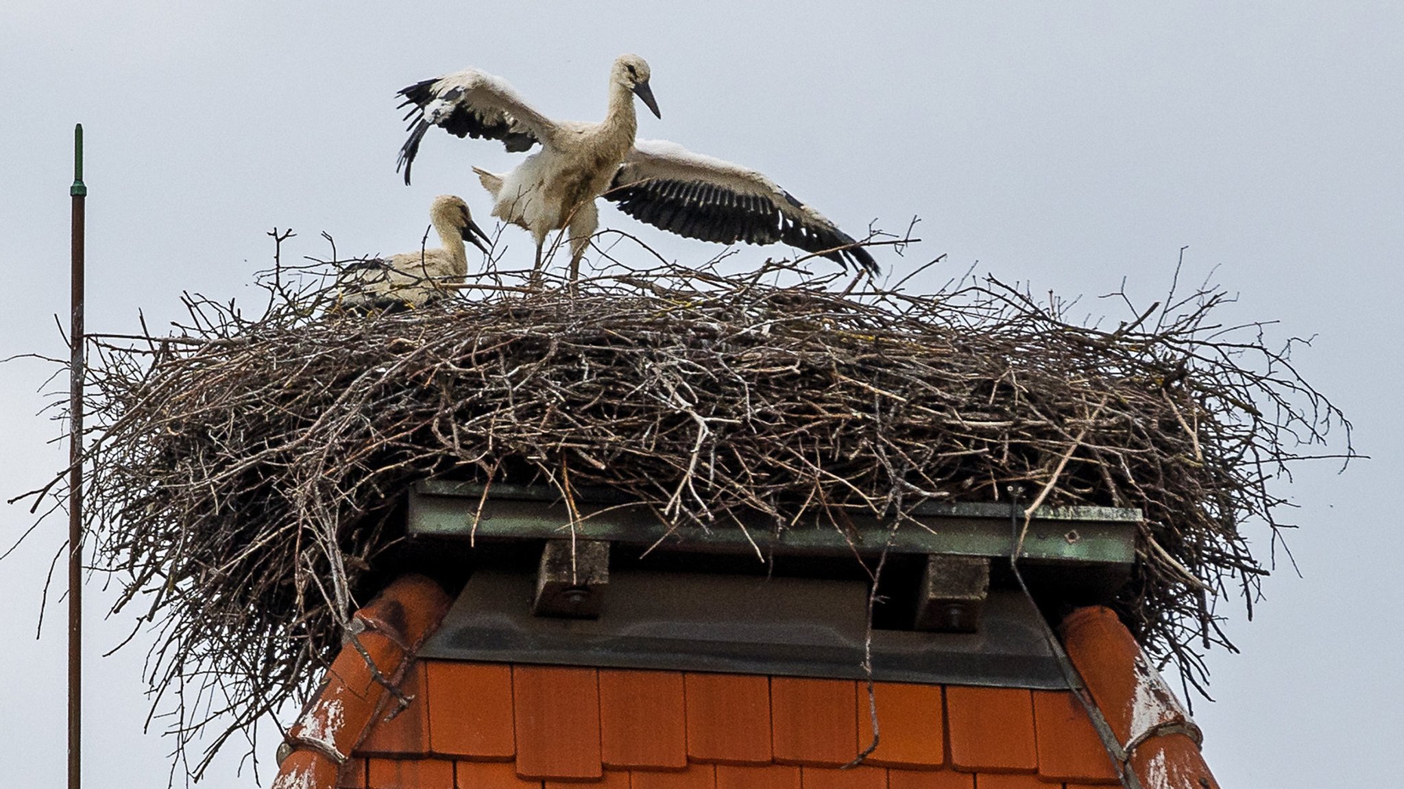 Der Storch sorgt in Herrieden für Diskussionen. Die Frage ist, wer für die Kosten von Dach und Dachrinnenreinigung aufkommt.