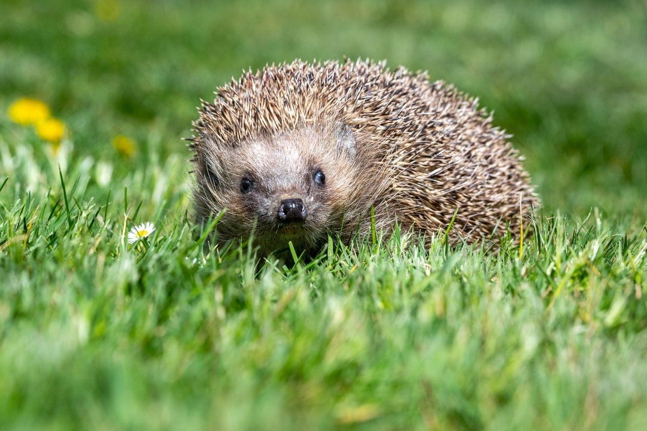 Igel im Gras