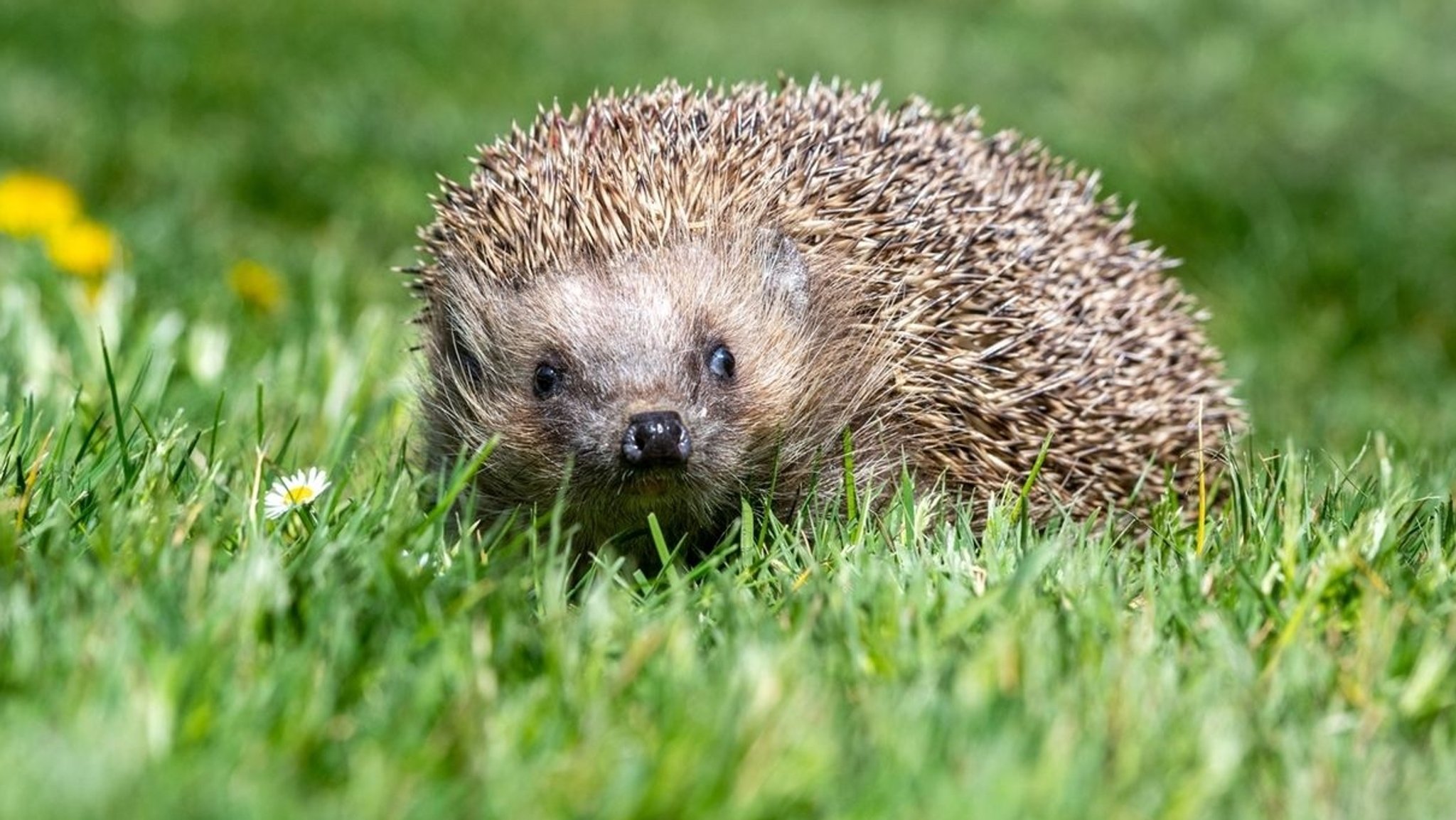 Igel im Gras