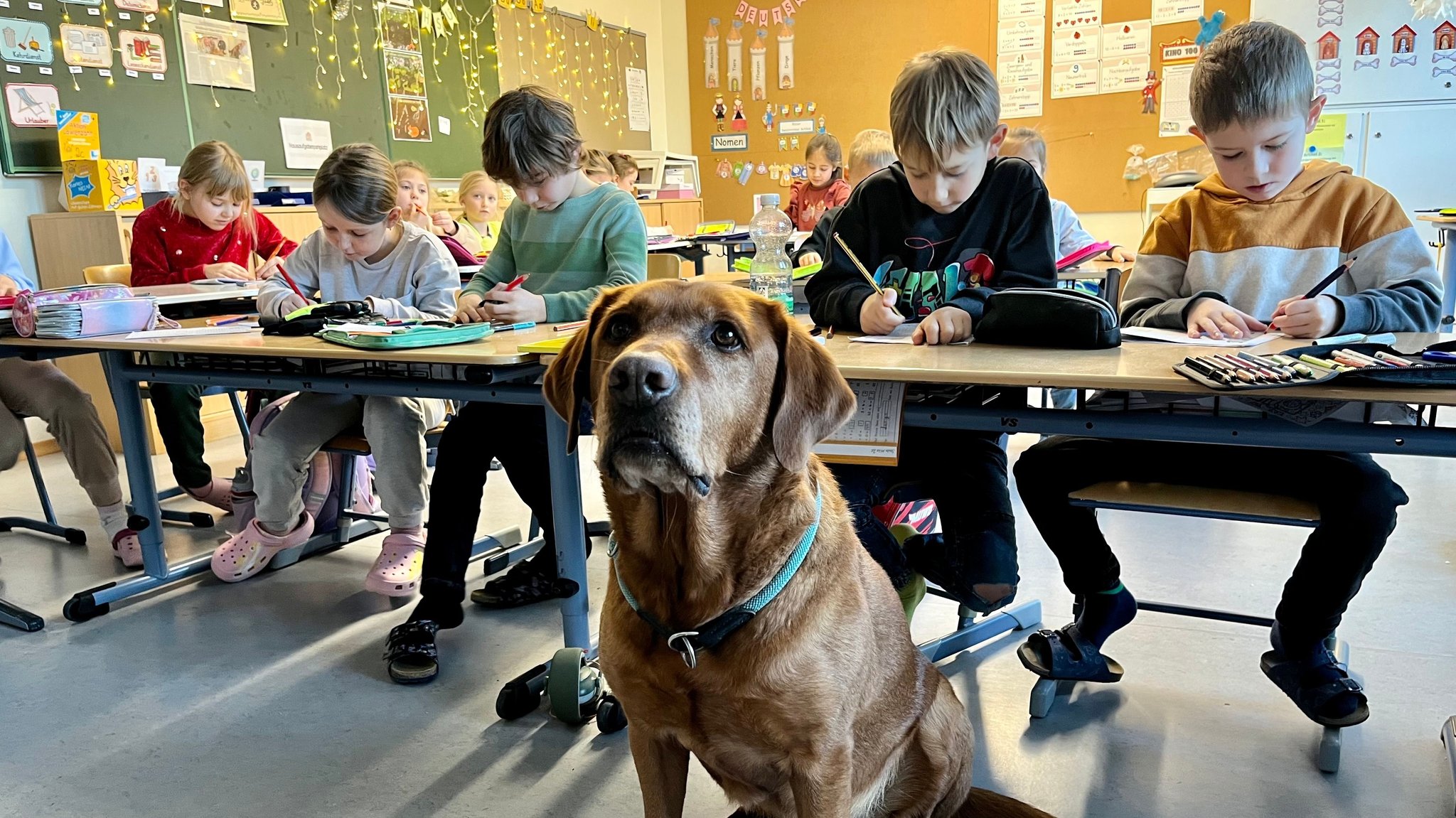 Schulhund Oskar hilft beim Lernen von neuen Wörtern.