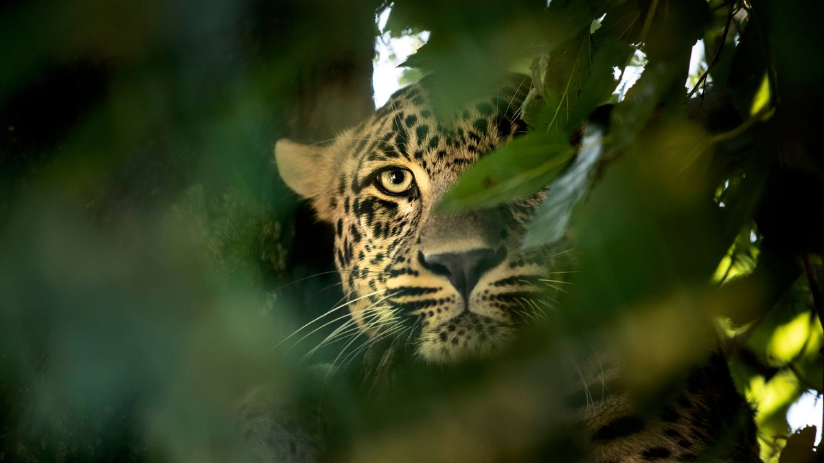 Leopard greift Menschen in indischem Gerichtsgebäude an