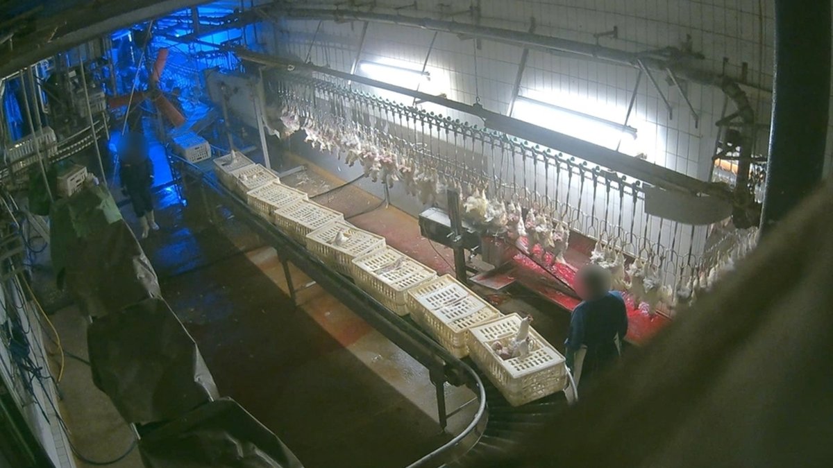 Tierquälerei-Vorwurf – Durchsuchung auf Geflügel-Schlachthof