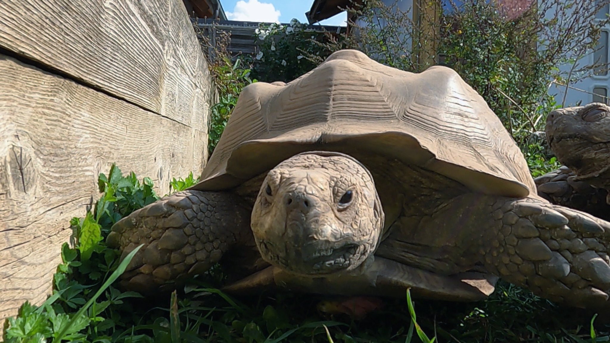 Zwei Schildkröten in der Auffangstation