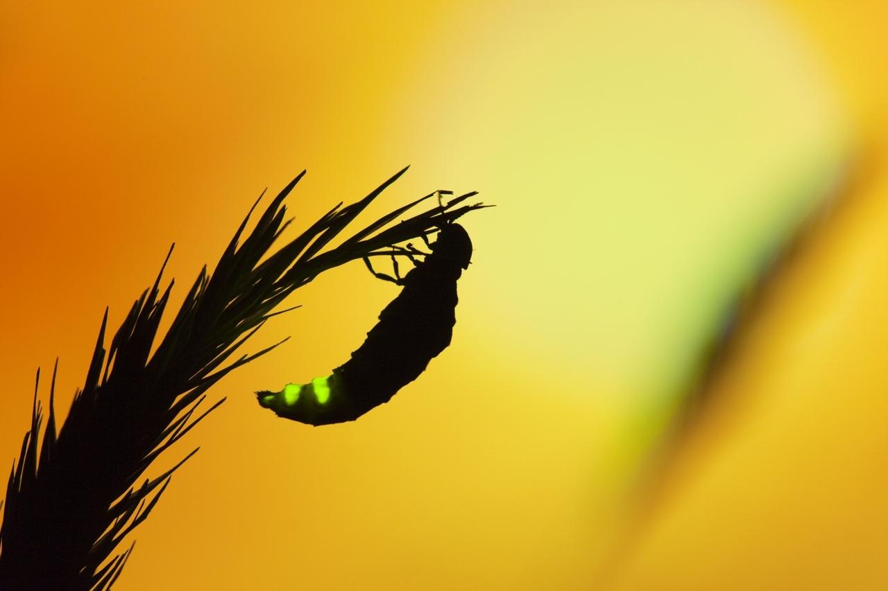 Glühwürmchen-Weibchen auf einem Halm (Großer Leuchtkäfer)