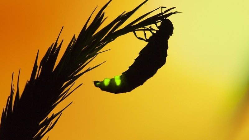 Glühwürmchen-Weibchen auf einem Halm (Großer Leuchtkäfer)